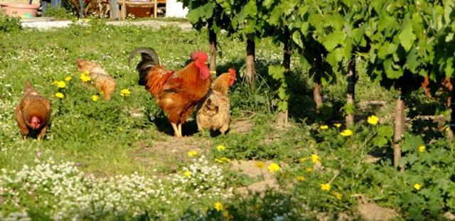 Lithies Farm Houses Vasilikos  Ngoại thất bức ảnh