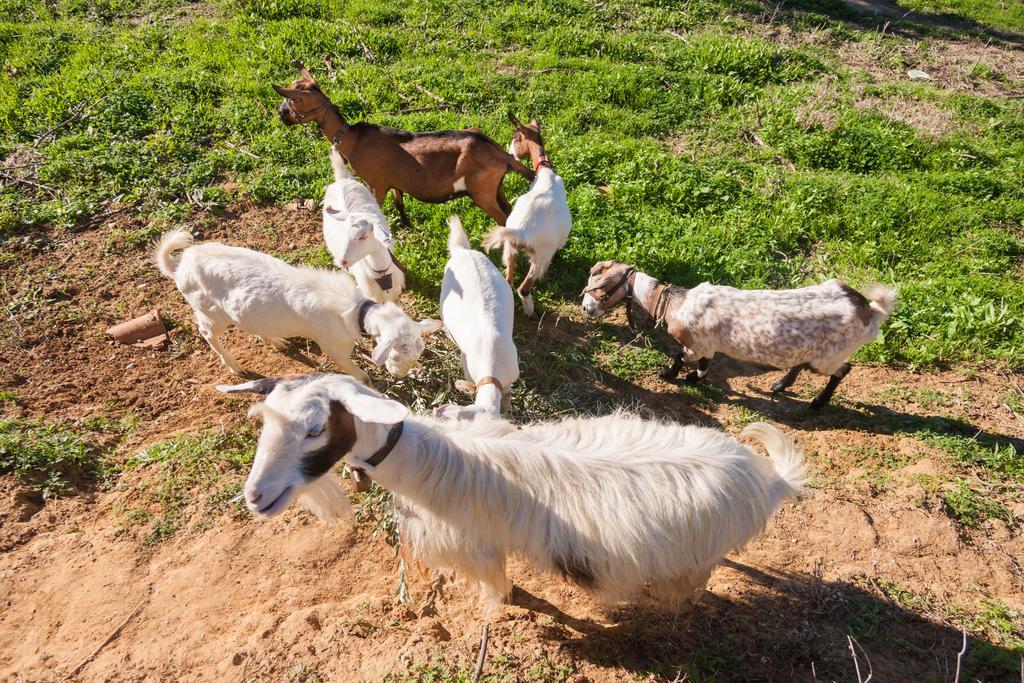Lithies Farm Houses Vasilikos  Ngoại thất bức ảnh